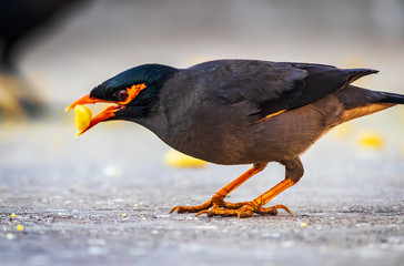  The common Myna or Indian Myna (Acridotheres tristis), sometimes spelled mynah, is a member of the family Sturnidae (starlings and mynas) native to Asia.