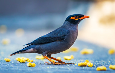  The common Myna or Indian Myna (Acridotheres tristis), sometimes spelled mynah, is a member of the...