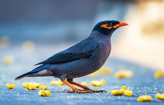  The common Myna or Indian Myna (Acridotheres tristis), sometimes spelled mynah, is a member of the family Sturnidae (starlings and mynas) native to Asia.