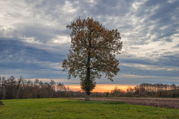 Beautiful autumn landscape with one tree in the field and beautiful sunset