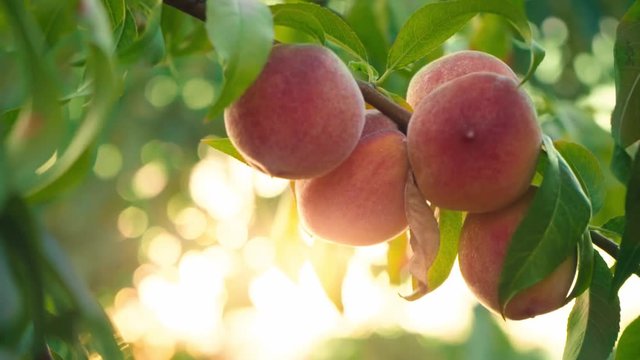 Big juicy peaches on the tree. Organic food for health. Fruits ripen in the sun. Vitamins. Orchard. Harvesting