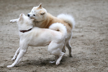 Two adult akita dogs playing and dancing in the sand