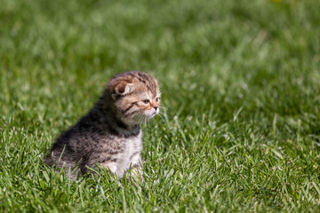Scottish Fold kitten