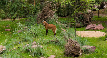 Red wolf (Cuon alpinus) surrounded by trees and bushes. The Red Wolf listed in the Red Book.