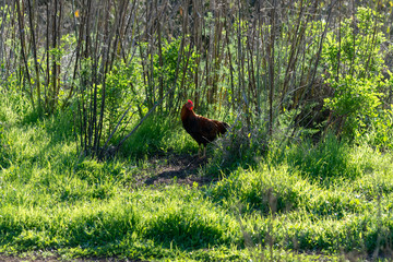 freilaufendes Huhn im Grünen