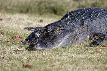 Alligator in the sunshine