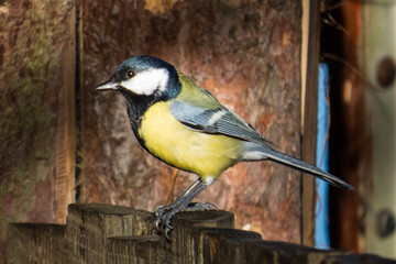 Great Tit