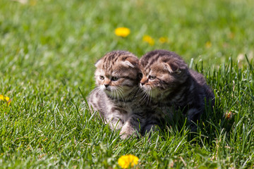 Scottish Fold kittens