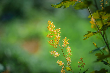 Blüte von einem Federmohn