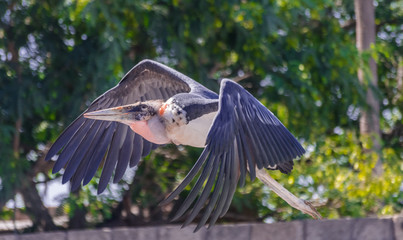marabou stork (Leptoptilos crumenifer) flying with green vegetation background