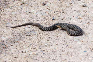 Snake on a dirt road