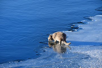 Obraz premium Cat drinking water from lake Uvildy in late autumn in clear weather, Chelyabinsk region, Russia