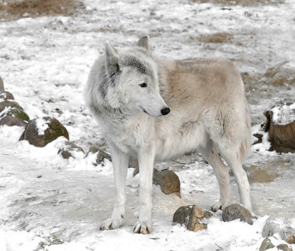 Tundra wolf (Canis lupus albus), also known as Turukhan wolf in winter. Male