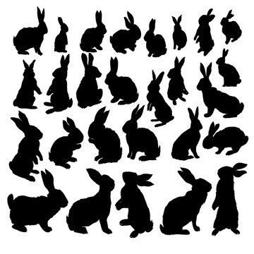 Rabbit Set, Isolated On White Background