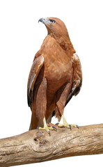 beautiful mountain eagle