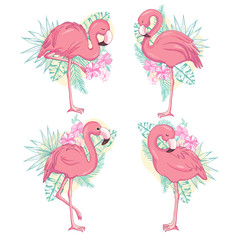 Flamingo illustration, flamingo set vector