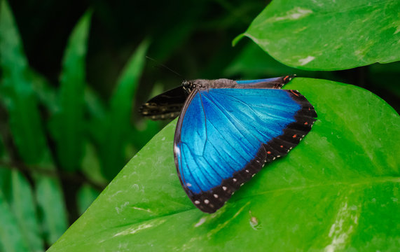 Morpho Peleides butterfly, with open wings, on a green leaf, with jungle vegetation background