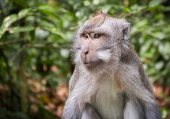 Long-tailed macaque on Bali island