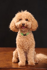 poodle in front of black background