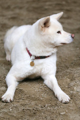 Naklejka na ściany i meble Closeup of a young purebred japanese akita inu dog