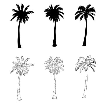 Vector palm tree silhouette icons on white background.