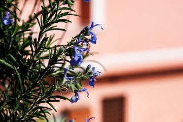 Fiore di rosmarino