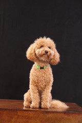 toy poodle in front of black background