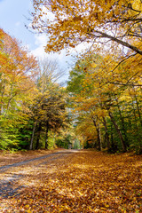 Street Full of Fall Leaves, New England