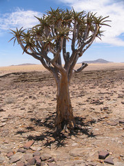 Namibia. Quiver Tree in the desert