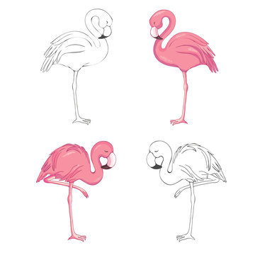 Sketched flamingos vector