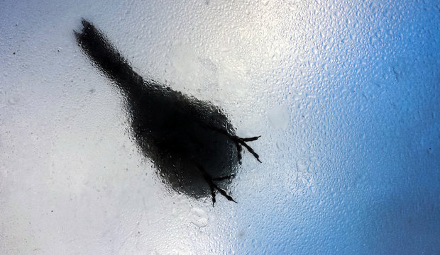 Vogel auf glasdach