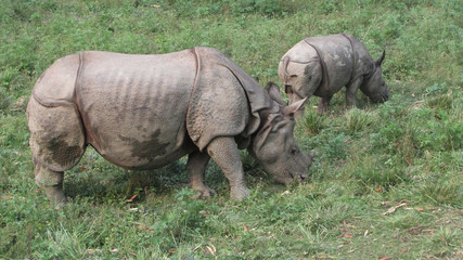 Fototapeta premium Namib. Etosha N. P. Rhino with baby