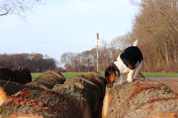Jackrussel wald herbst laub blätter herbstimmung hund
