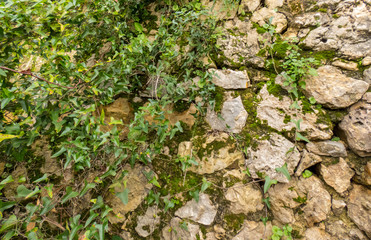 Old stone wall aged with green leaves