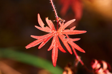 Beautiful red leaf plant closeup in autumn. Nature Background.