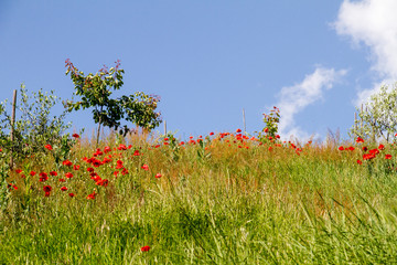 Panorami delle Langhe