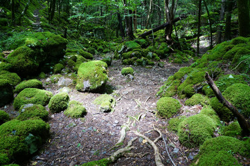 四国・徳島県の山犬嶽の苔