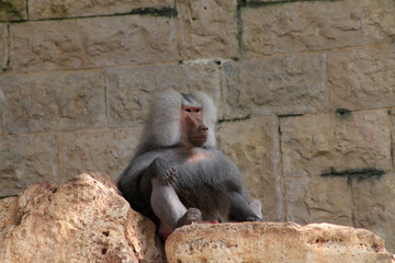 Baboon