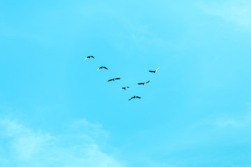 V formation of birds