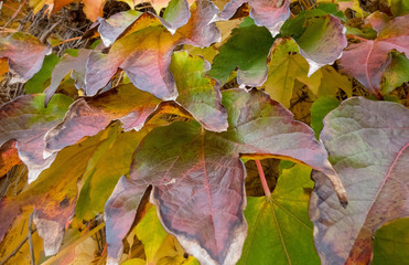 Wall with autumn ivy colorful plant