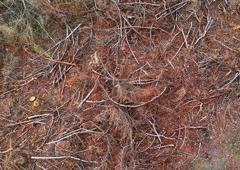 Aerial view on autumn forest ground covered in brown cut off branch.