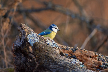 Blue tit sits on a dry log with a seed in its beak against the background of an autumn forest park.