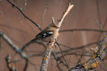 Chaffinch sits on a dry branch covered with lichen in the autumn forest park.