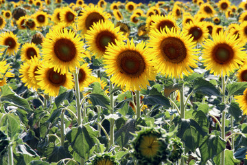 Obraz premium GIRASOLI