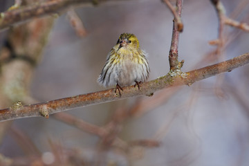 Siskin sits on a branch of a wild apple tree in a spring forest park.