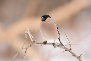 Eurasian bullfinch sits on a branch in a forest park in early spring.