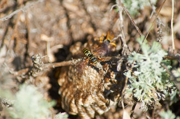 Common wasp in the heat cools its nest with the help of wings.