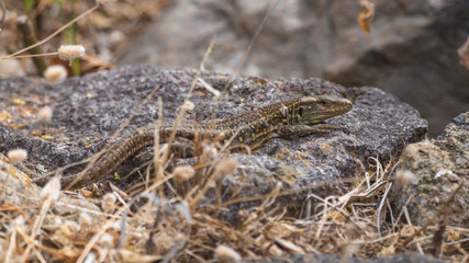 Lagarto Atlántico, Tenerife