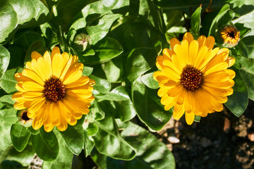 Close up of an African daisy flowers in autumn in the garden.