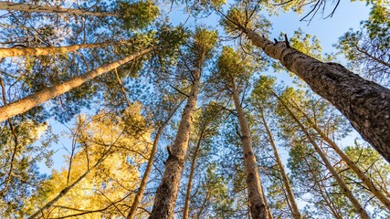 Bottom view of pine trees in autumn forest, Tomsk, Siberia.